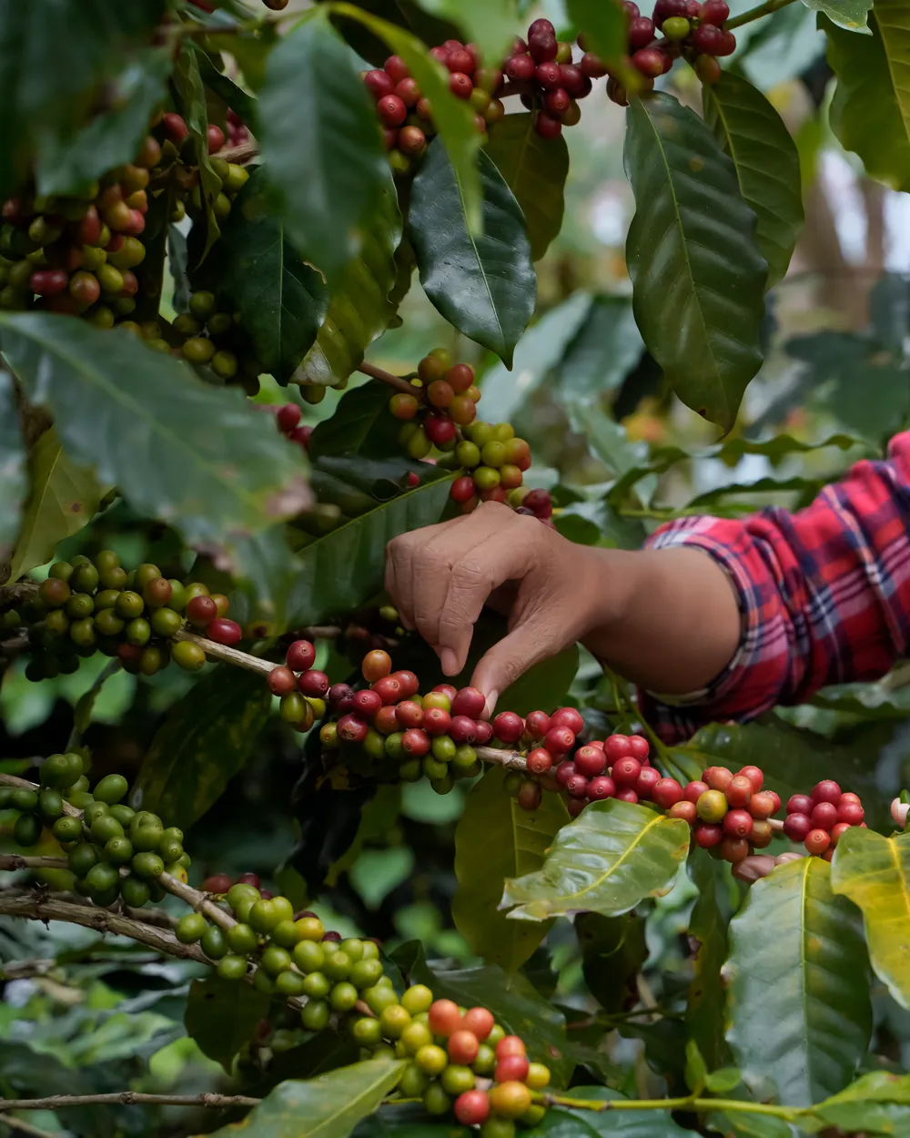 Eine Hand pflückt reife rote Kaffeekirschen von einem Kaffeestrauch